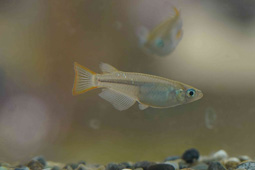 写真3 あいち生物多様性認証企業ミナミメダカ