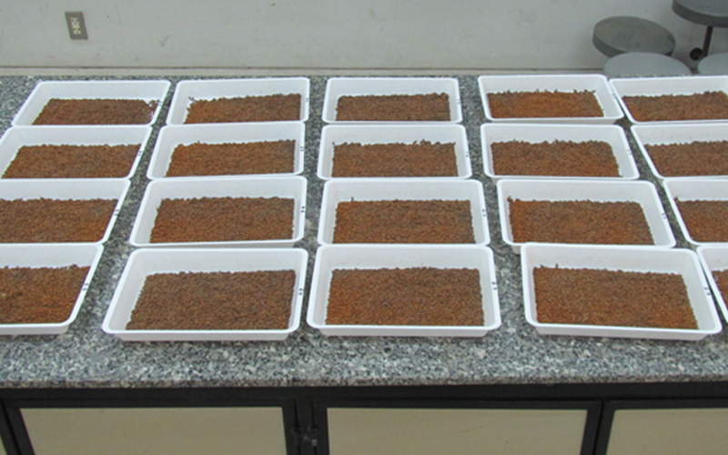 8. Rusted seed.