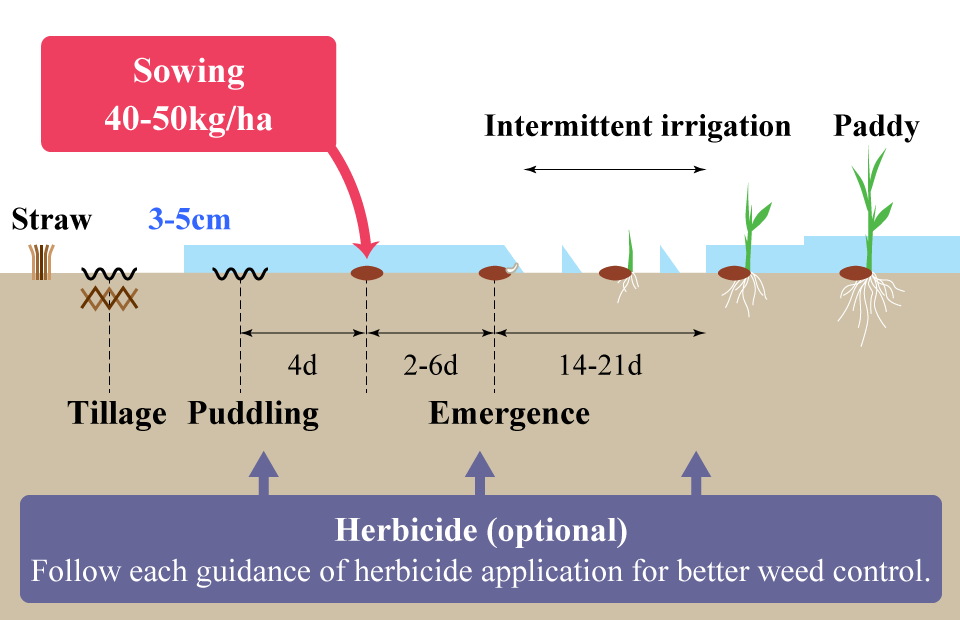 Water-seeding